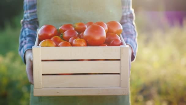 Agricultor Está Segurando Uma Caixa Madeira Com Tomates Produtos Agrícolas — Vídeo de Stock