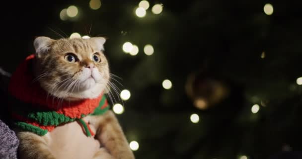 驚いた猫はクリスマスツリーを見ている ペットはペットの服を着ており 所有者の手に — ストック動画