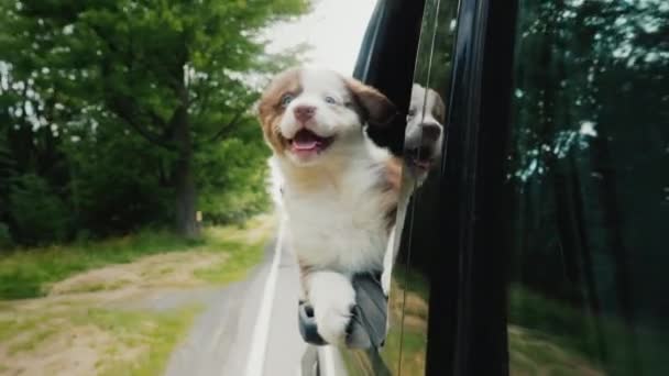 勇敢な子犬は大胆に彼の子犬の友人の後ろに 車の窓の外を見ることを楽しみにしています ペット旅行 — ストック動画