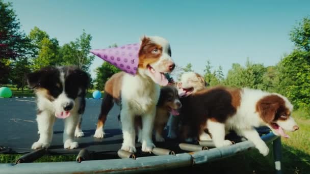 生日小狗与朋友在一个宠物聚会上 与动物的滑稽视频 — 图库视频影像