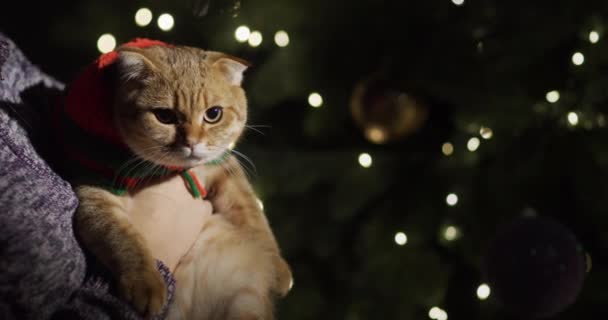Ägaren Till Djuret Håller Sin Älskade Röda Katt Sina Armar — Stockvideo