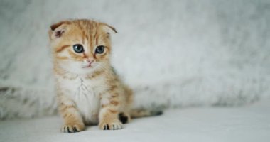 Portrait of a little cute kitten.