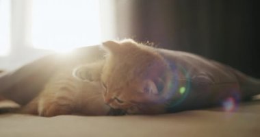 Sevimli kırmızı bir kedi yavrusu bir oyuncakla yatakta oynar, sabah güneşi pencereden parlar. Evde rahatlık ve konfor var. 4k video