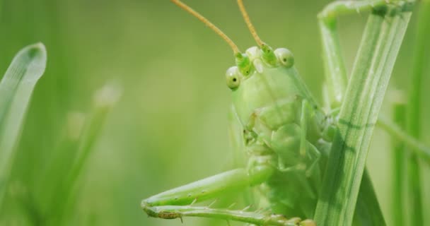 Portrét Velkého Zeleného Kobylky Hlavička Zblízka Rámu — Stock video