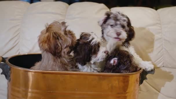 Oturma Odasındaki Kanepede Duran Sevimli Köpek Yavrularıyla Dolu Bakır Bir — Stok video