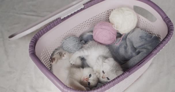 Two Cute Kittens Basket Balls Thread — Vídeos de Stock