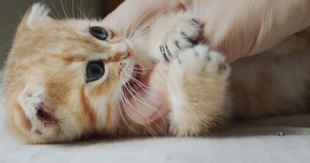 Ιδιοκτήτης Παίζει Ένα Κατοικίδιο Ένα Κόκκινο Γατάκι Γάτα Δαγκώνει Και — Αρχείο Βίντεο