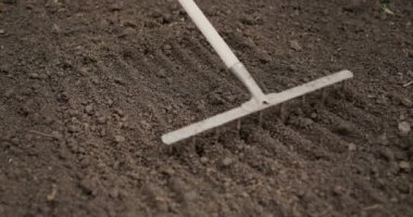 Working in a farmers garden - a man levels the soil with a rake.