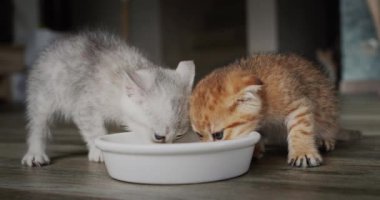 Two cute kittens eat food from a bowl on the floor.