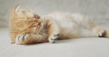 Şirin kedi yavrusu yatakta dinleniyor, patisini başının altına koy..