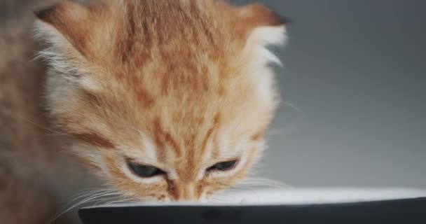 Gato Bonito Come Uma Tigela Chão Comer Com Gosto Sua — Vídeo de Stock