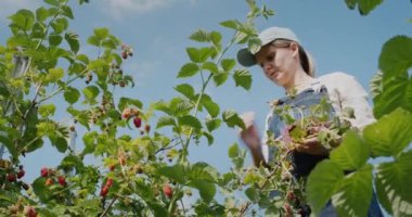Farmer harvesting raspberries, low angle view.