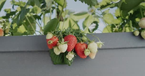 Camera Zooms Clusters Ripe Red Strawberries Grow High Dutch Garden — Video Stock