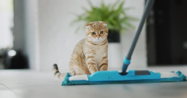 Cat Watches How Wash Floor Gets Scared Mop Jumps Funny — Video Stock