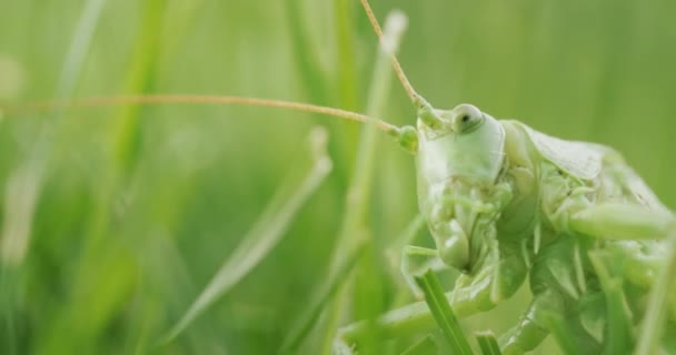 Portrét Velkého Zeleného Kobylky Hlavička Zblízka Rámu — Stock video
