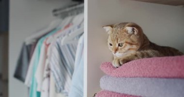 The ginger cat lies on towels in the dressing room. Tenderness and freshness concept.
