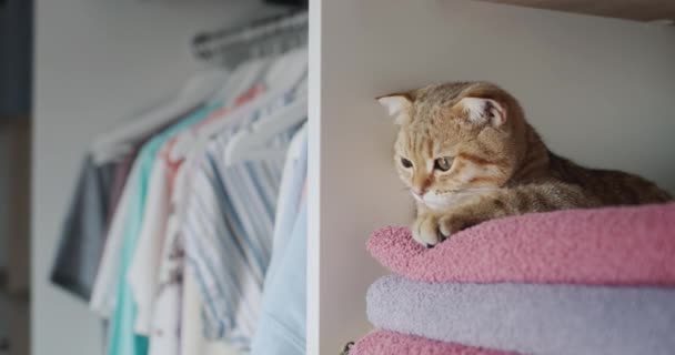Ginger Cat Lies Towels Dressing Room Tenderness Freshness Concept — Stock videók