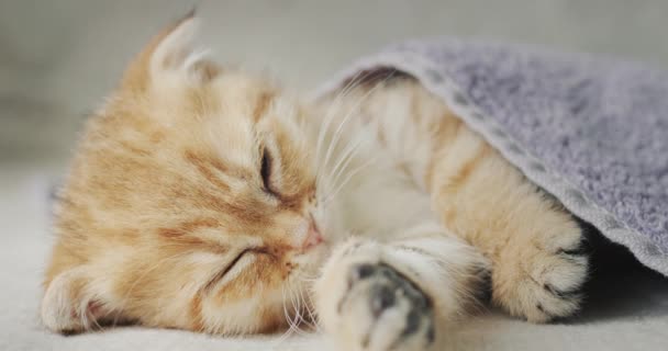 Funny Red Cat Sleeps Covers His Bed — Vídeo de Stock