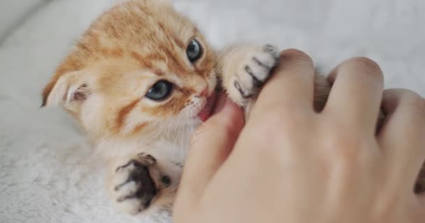 Owner Plays His Little Kitten Pet Bites Licks His Finger — Stock Video