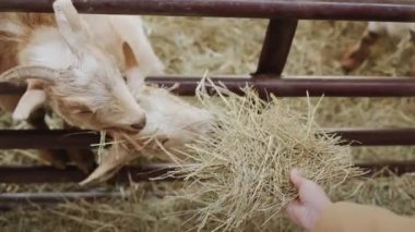 The farmer feeds his beloved goats, hands them hay in his hand. 4k video