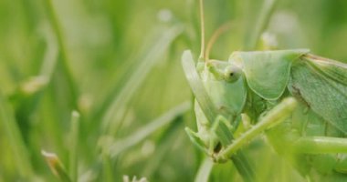 Big green grasshopper brushing his teeth with his paws.