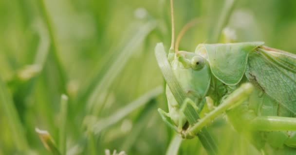 Big Green Grasshopper Brushing His Teeth His Paws — Vídeos de Stock