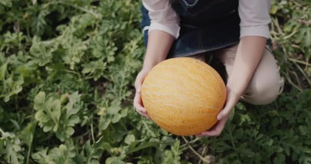 Farmers Hands Ripe Melon Tasty Healthy Food — Stok Video