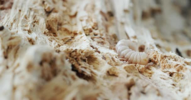 Grinder Beetle Larva Rotten Tree Video — Stock Video