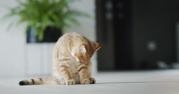 Cute Red Cat Washes His Fur Washes Himself Eating — 图库视频影像