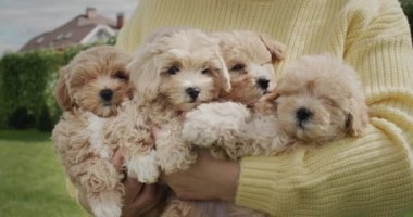 Sıcak kazaklı bir kadın kucağında bir sürü yavru köpek taşır..