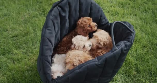 緑の芝生の上に立っている旅行バッグの中の小さな軽薄な子犬 — ストック動画
