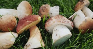 Appetizing wild mushrooms in green grass.