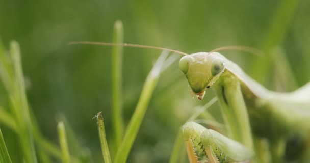 Portrait Une Mante Religieuse Étonnante Insecte Prédateur Dans Herbe — Video