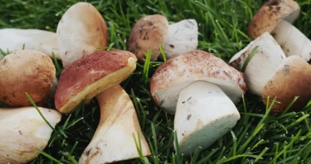 Appetizing Wild Mushrooms Green Grass — Stock Video