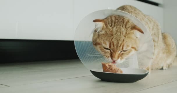 一只戴着特殊猫项圈的猫吃东西 术后动物康复 — 图库视频影像