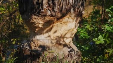 Tree trunk damaged by river beaver. A beaver chewed a tree to build a dam.