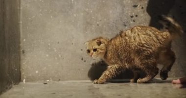 An excited active cat tries to catch water jets with its paw. The owner plays with the pet in the shower.