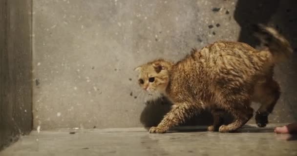 Excited Active Cat Tries Catch Water Jets Its Paw Owner — Αρχείο Βίντεο