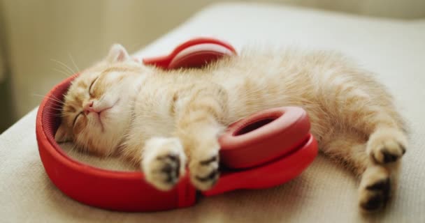 Kırmızı Bir Kedi Yavrusunun Portresi Müzik Dinlerken Uykuya Daldı — Stok video