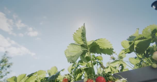 Солнце Освещает Красивую Сочную Клубнику Которая Растет Высоком Голландском Саду — стоковое видео