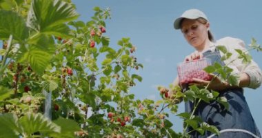 Woman harvesting raspberries, bottom view. 4k video
