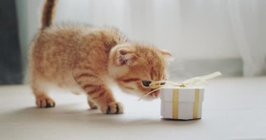 Kızıl kedi bir hediye aldı ve dikkatlice hediye kutusunu inceledi..