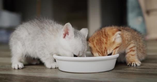 Два Счастливых Котенка Едят Еду Миски Полу — стоковое видео