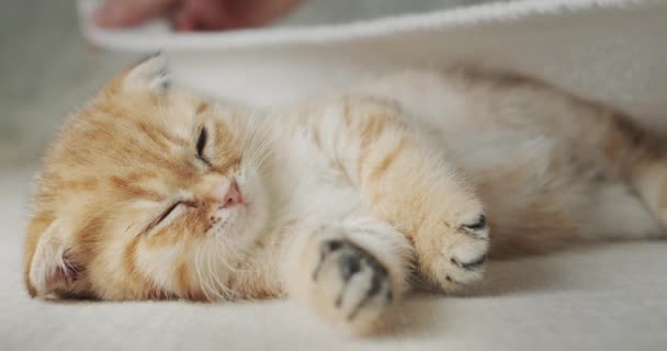 Caring Owner Covers Kitten Blanket Sweet Dreams His Bed — Vídeo de Stock