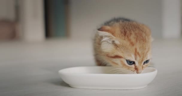 Ginger Kitten Eats Bowl Floor Living Room Home — Video Stock