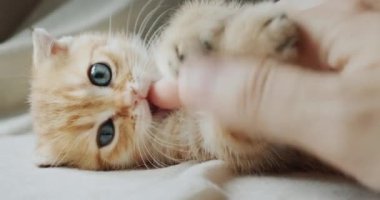 Sahibi kırmızı bir kedi yavrusuyla oynuyor. Kedi ısırır ve parmağını yalar..