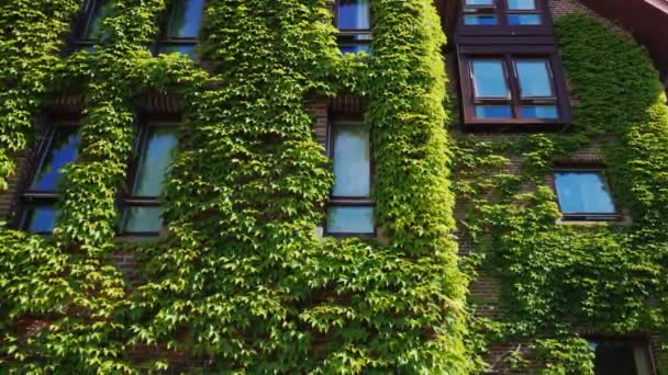 Вікна Цегляної Будівлі Були Покриті Плющем Зелені Місті — стокове відео