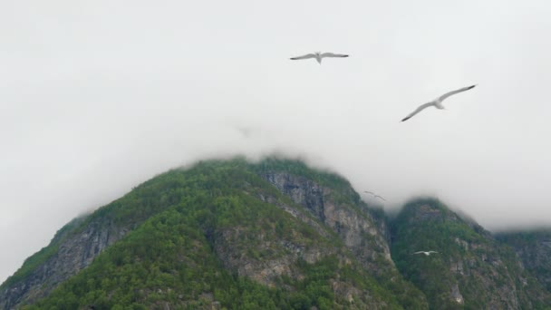 飛行中のカモメの群れ 絵のように美しい山々やフィヨルドを背景に — ストック動画
