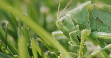 Big green locust eating grass, macro video.
