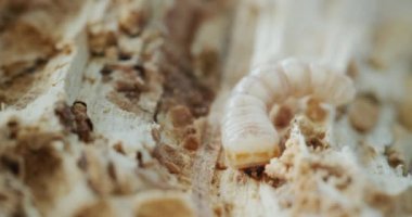 Grinder beetle larva in a rotten tree. 4k video
